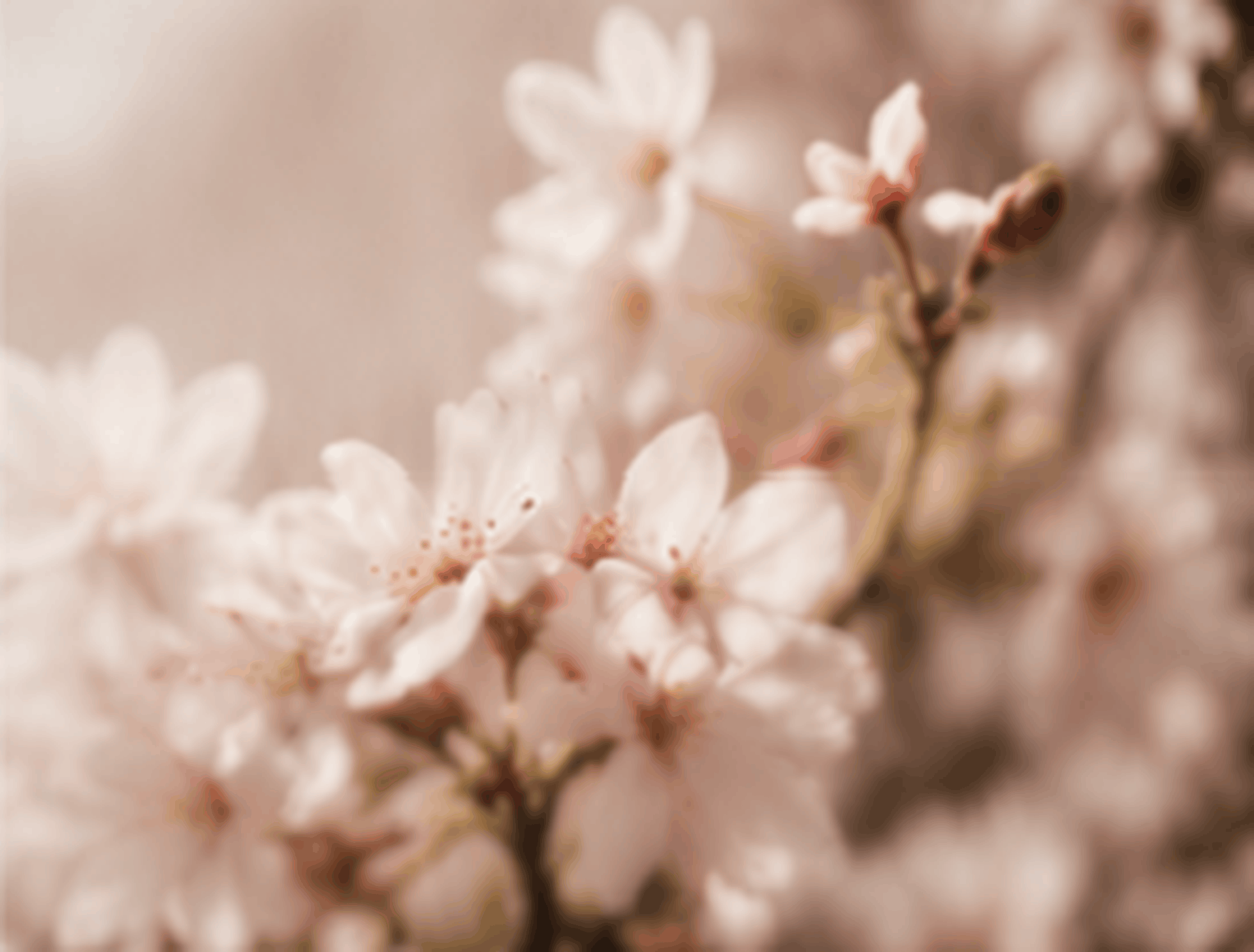 Fleurs délicates, symbolisant l'épanouissement et les transformations du féminin